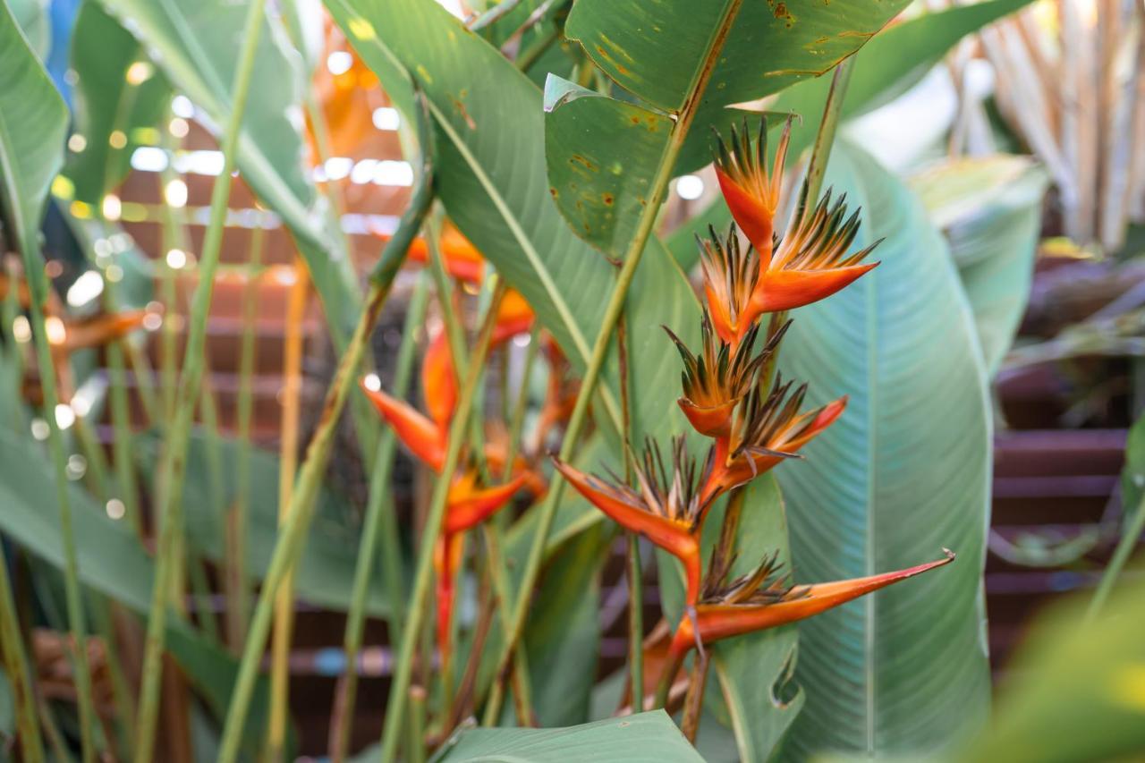 Le Charme Polynesien Proximite Plage Et Commerces Punaauia  Eksteriør bilde
